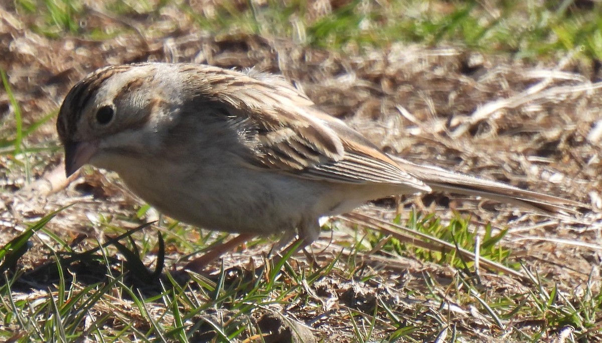 Clay-colored Sparrow - ML616115856