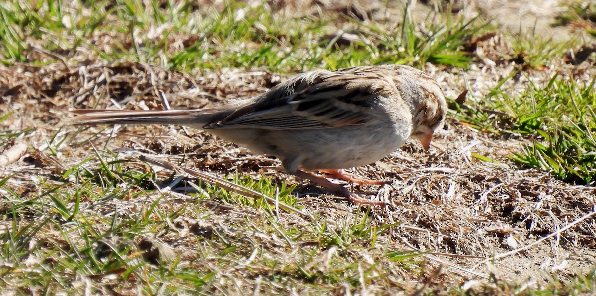 Clay-colored Sparrow - ML616115857