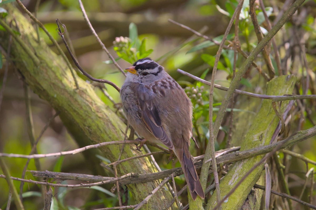 White-crowned Sparrow - ML616115877
