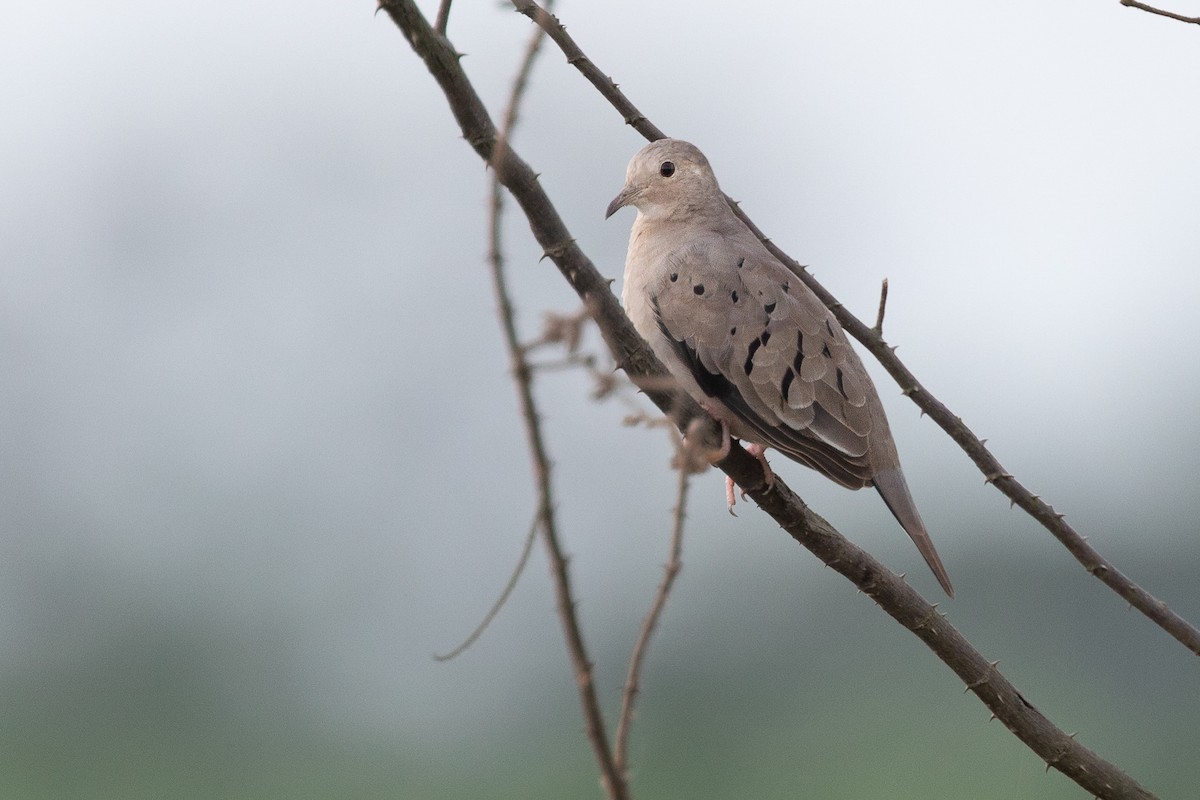 Ecuadorian Ground Dove - Chris Venetz | Ornis Birding Expeditions