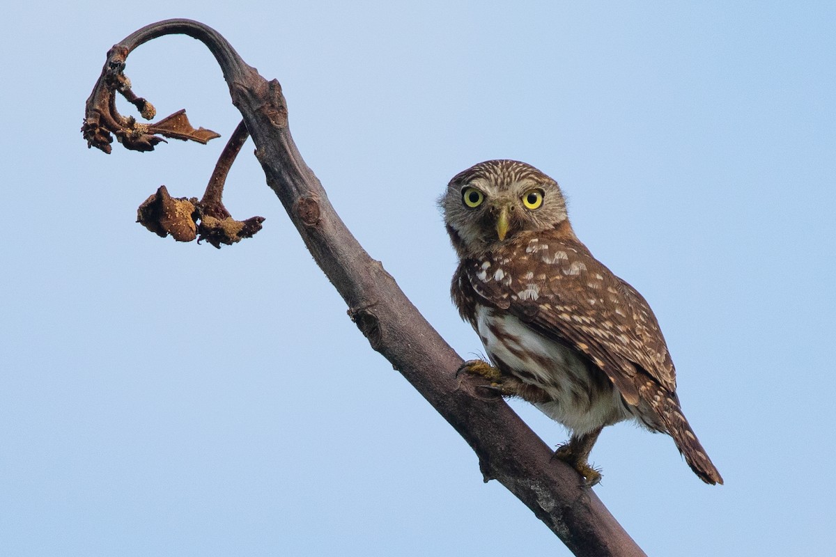 Peruvian Pygmy-Owl - ML616115953