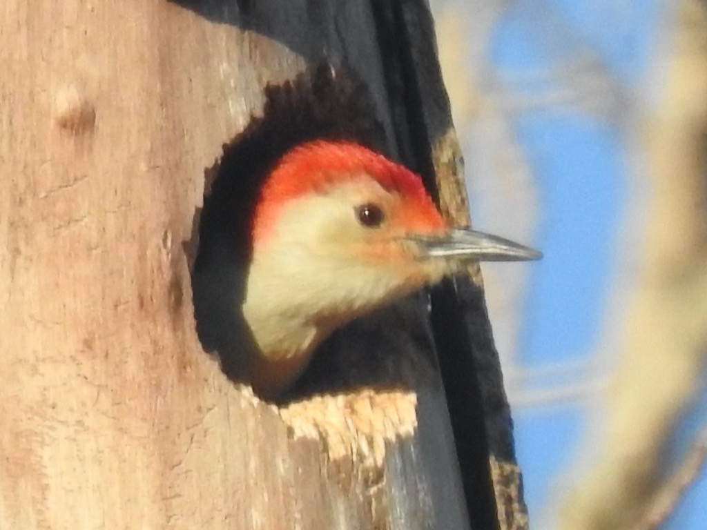 Red-bellied Woodpecker - ML616116079