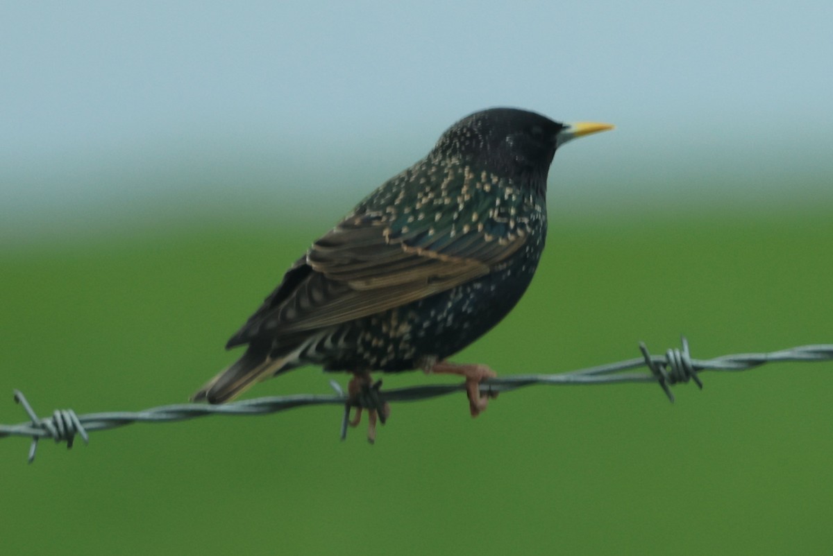 European Starling - Alan Bird