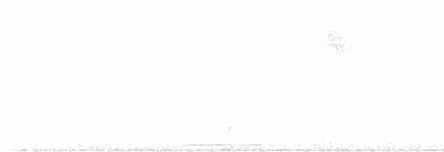 Beyaz Kuyruklu Ketzal - ML616116326