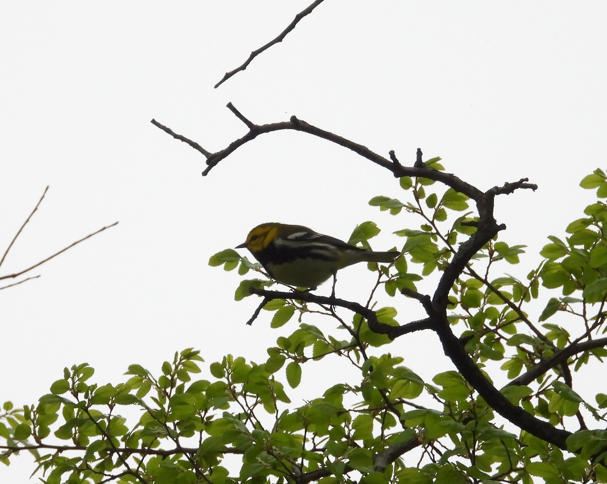 Black-throated Green Warbler - ML616116334
