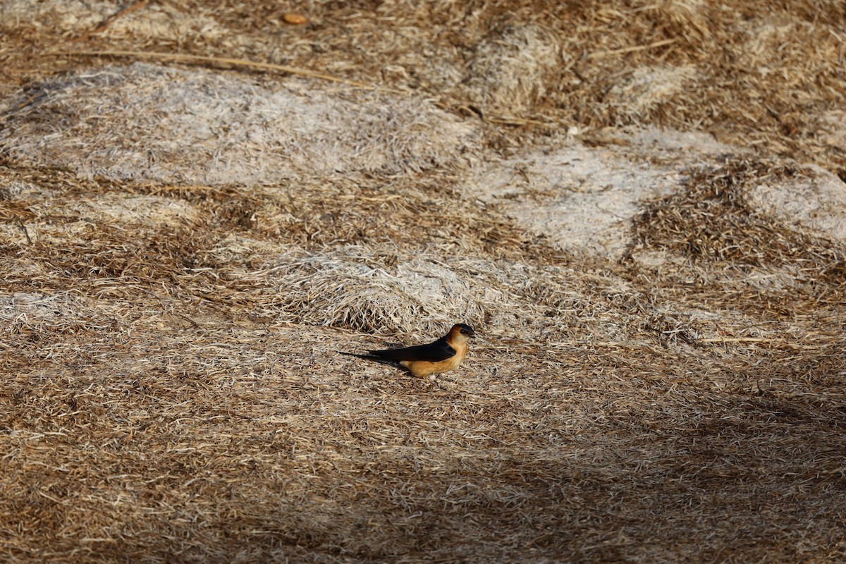 Red-rumped Swallow - ML616116337