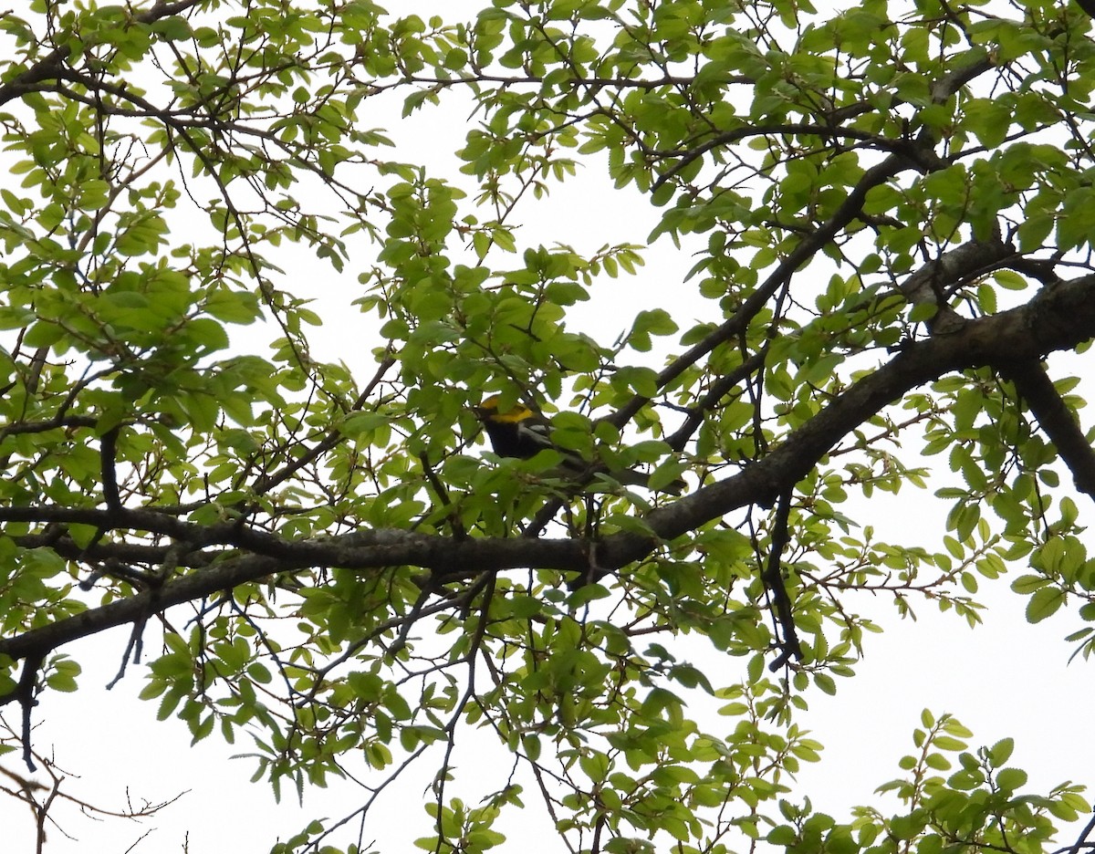 Black-throated Green Warbler - ML616116442