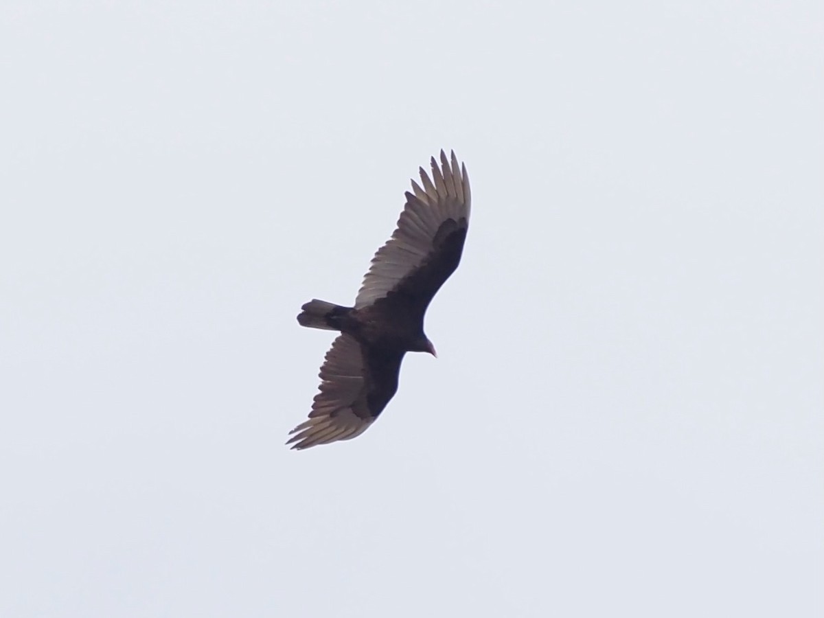 Turkey Vulture - ML616116462