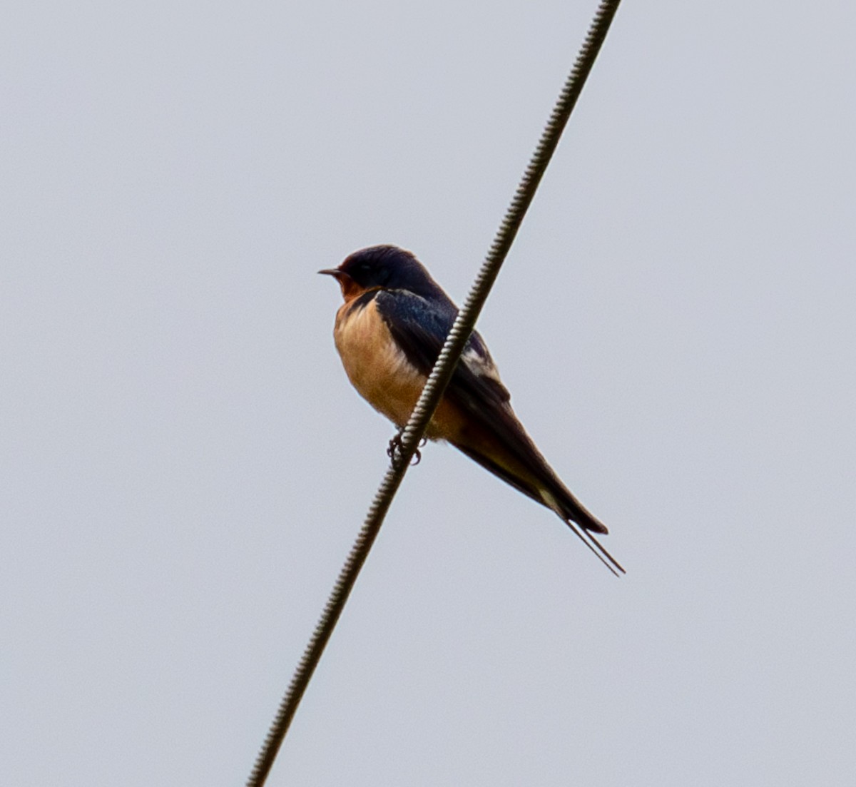 Barn Swallow - ML616116490
