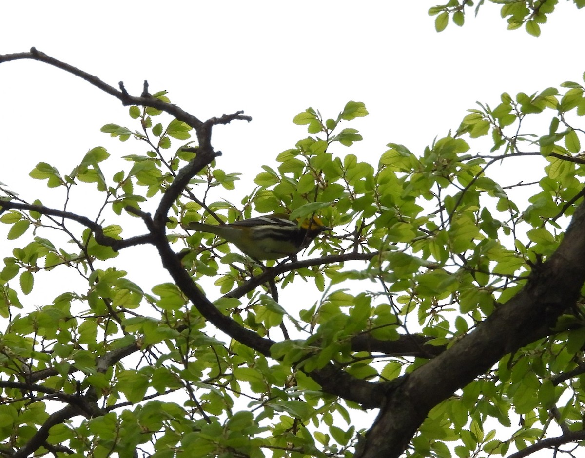 Black-throated Green Warbler - ML616116515
