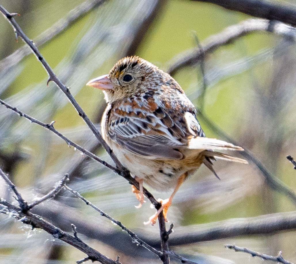 Grasshopper Sparrow - ML616116586