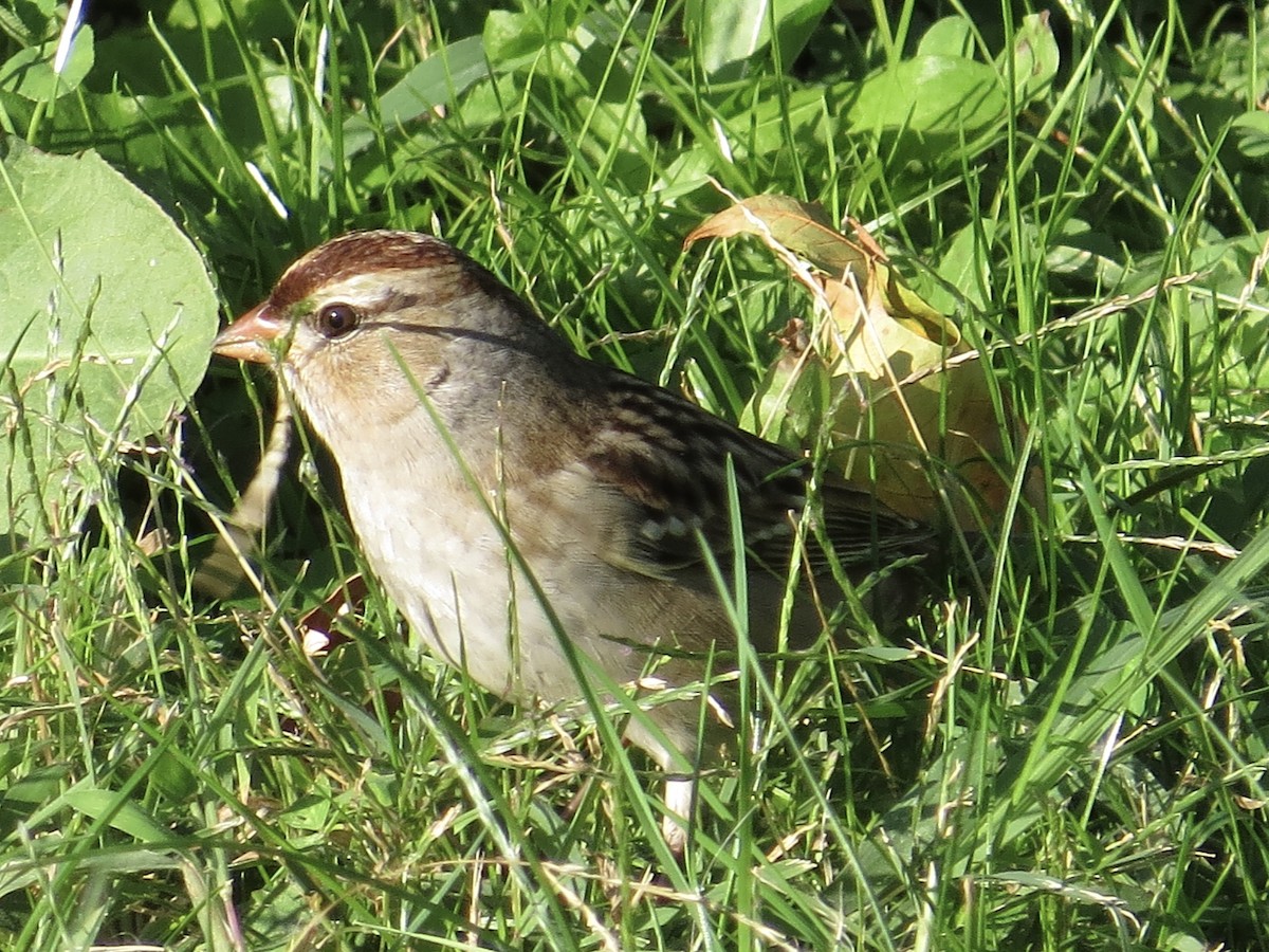 White-crowned Sparrow (leucophrys) - ML616116661
