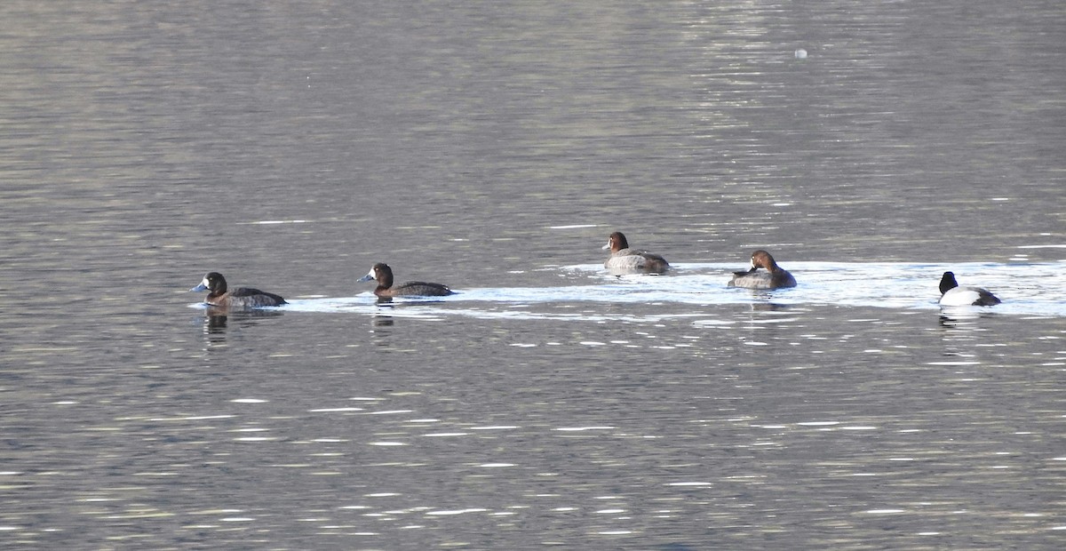 Greater Scaup - ML616116668