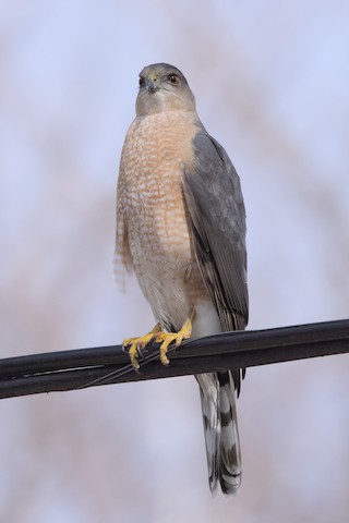 Hotspot of the month -- Kettle Moraine SF--Pike Lake Unit - Wisconsin eBird