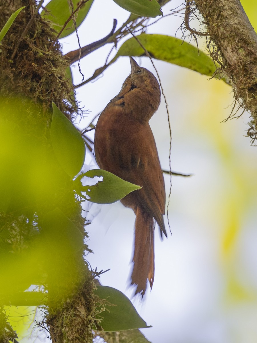 Fulvous-dotted Treerunner - ML616116886