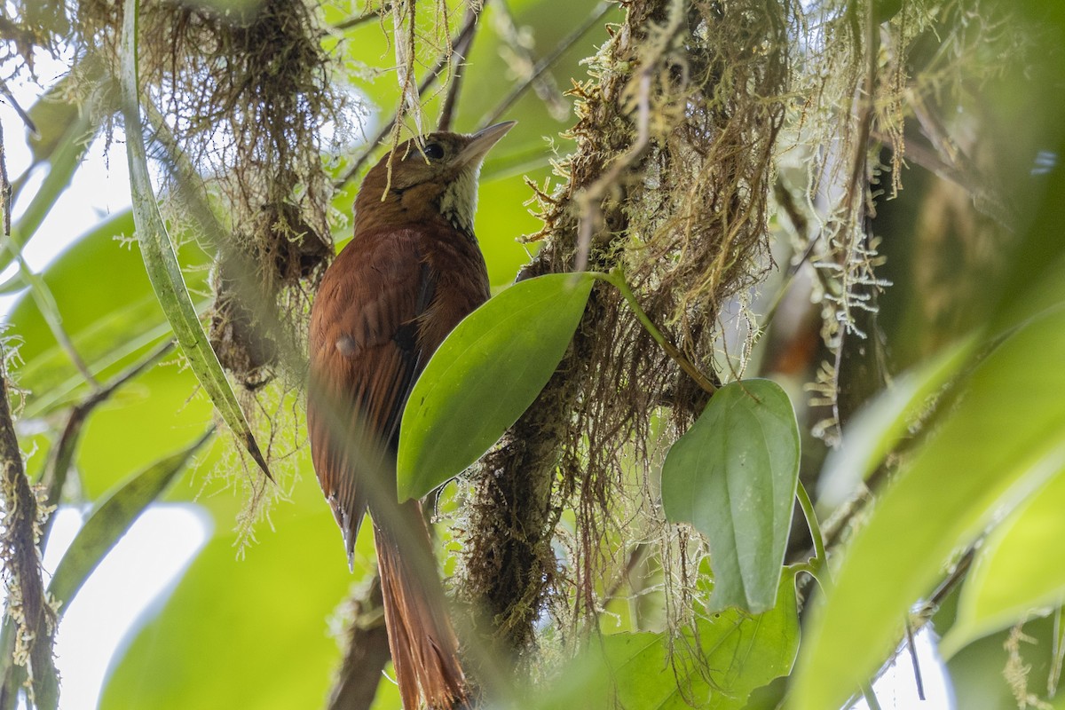 Fulvous-dotted Treerunner - ML616116887