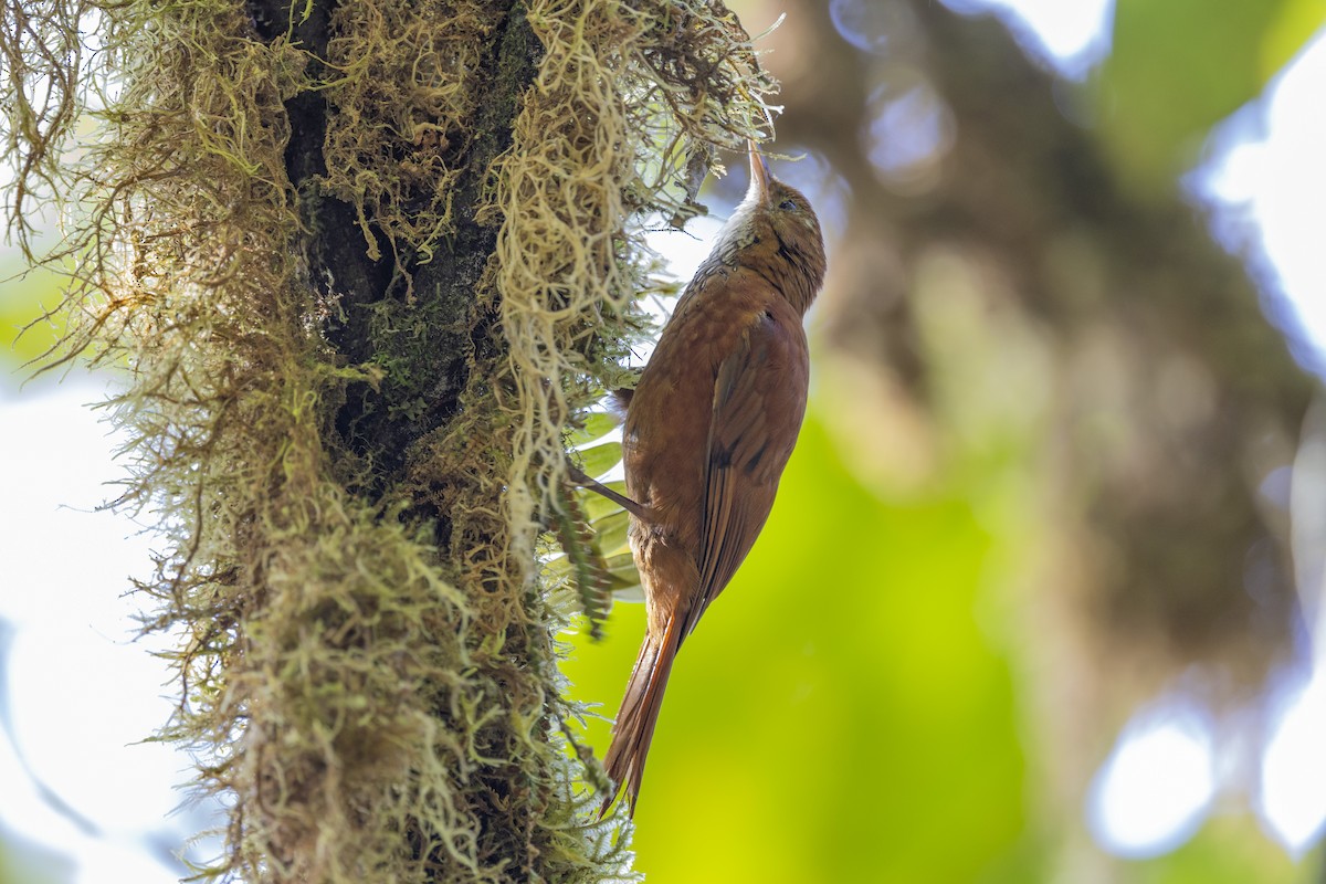 Fulvous-dotted Treerunner - ML616116893