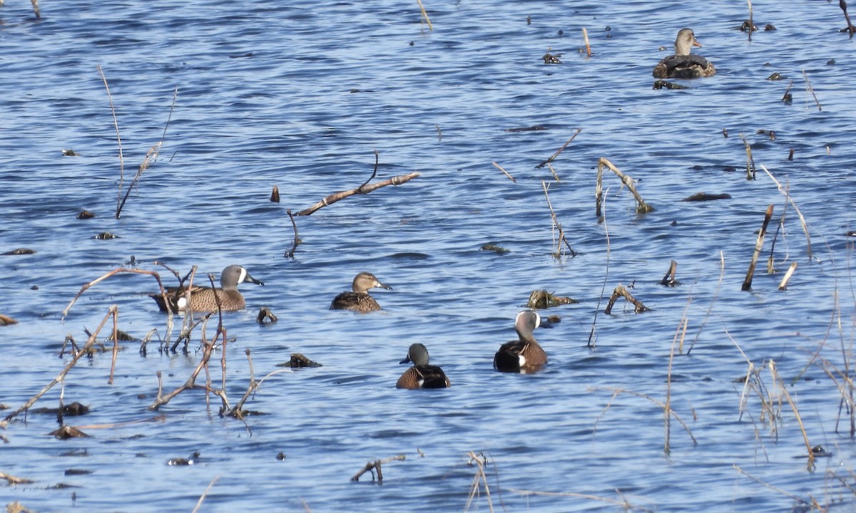 Blue-winged Teal - ML616116950