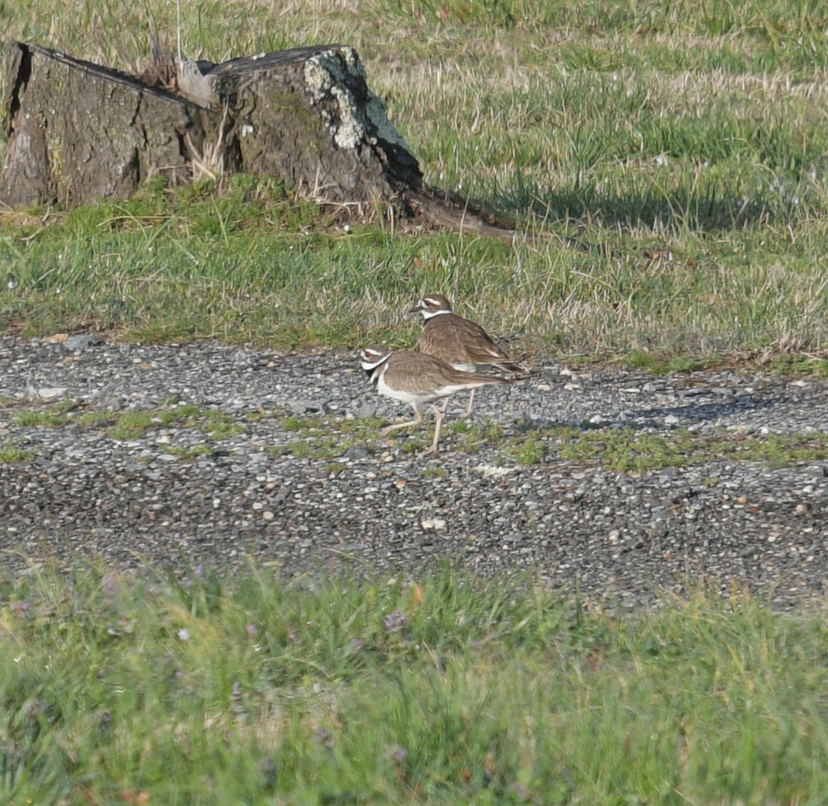 MarylandDC Breeding Bird Atlas Checklist 16 Mar 2024 27249