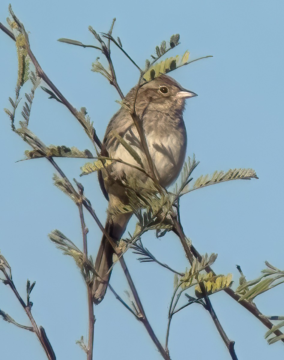 ML616117248 - Cassin's Sparrow - Macaulay Library