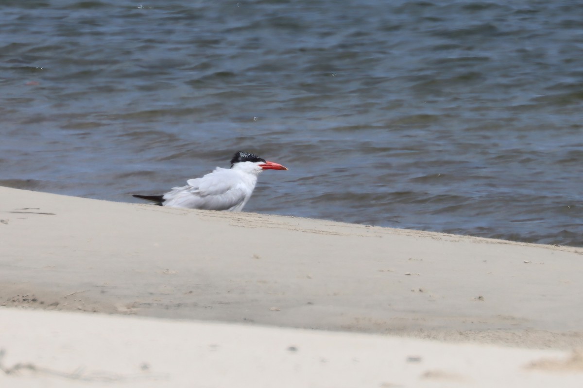Great Crested Tern - ML616117451