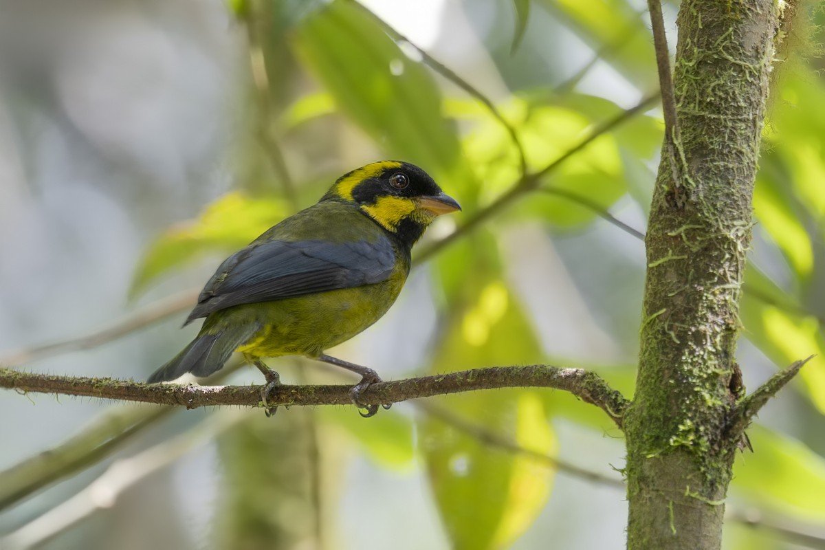 Gold-ringed Tanager - ML616117492