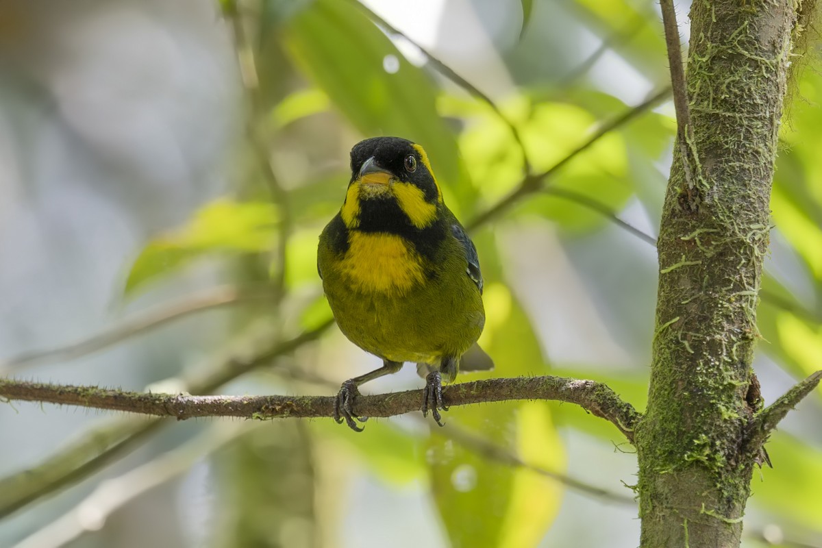 Gold-ringed Tanager - ML616117493