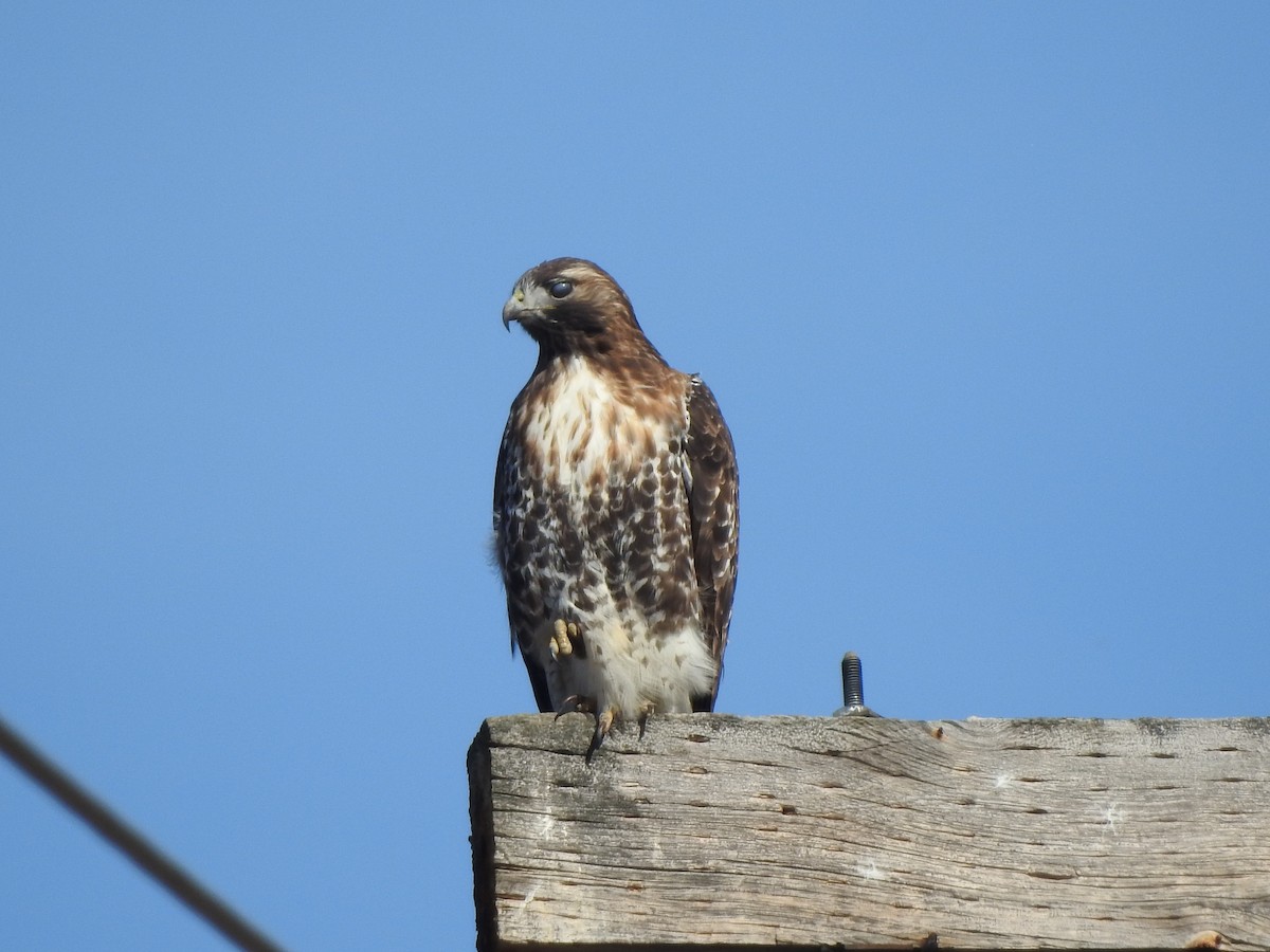 Red-tailed Hawk (abieticola) - ML616117594