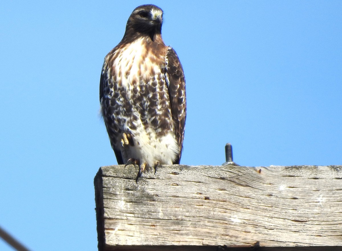 Red-tailed Hawk (abieticola) - ML616117613
