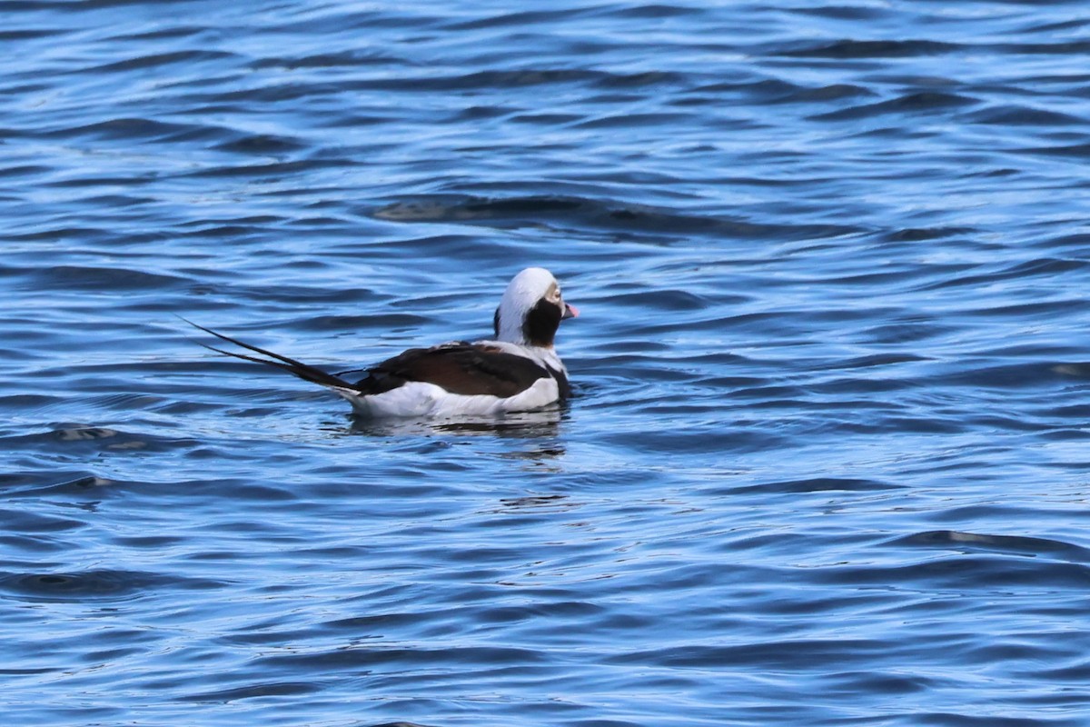 Long-tailed Duck - ML616117684