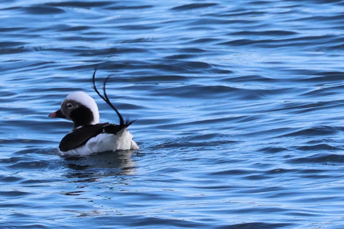Long-tailed Duck - ML616117685