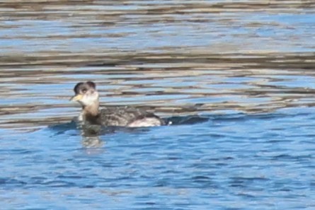 Red-necked Grebe - ML616117715
