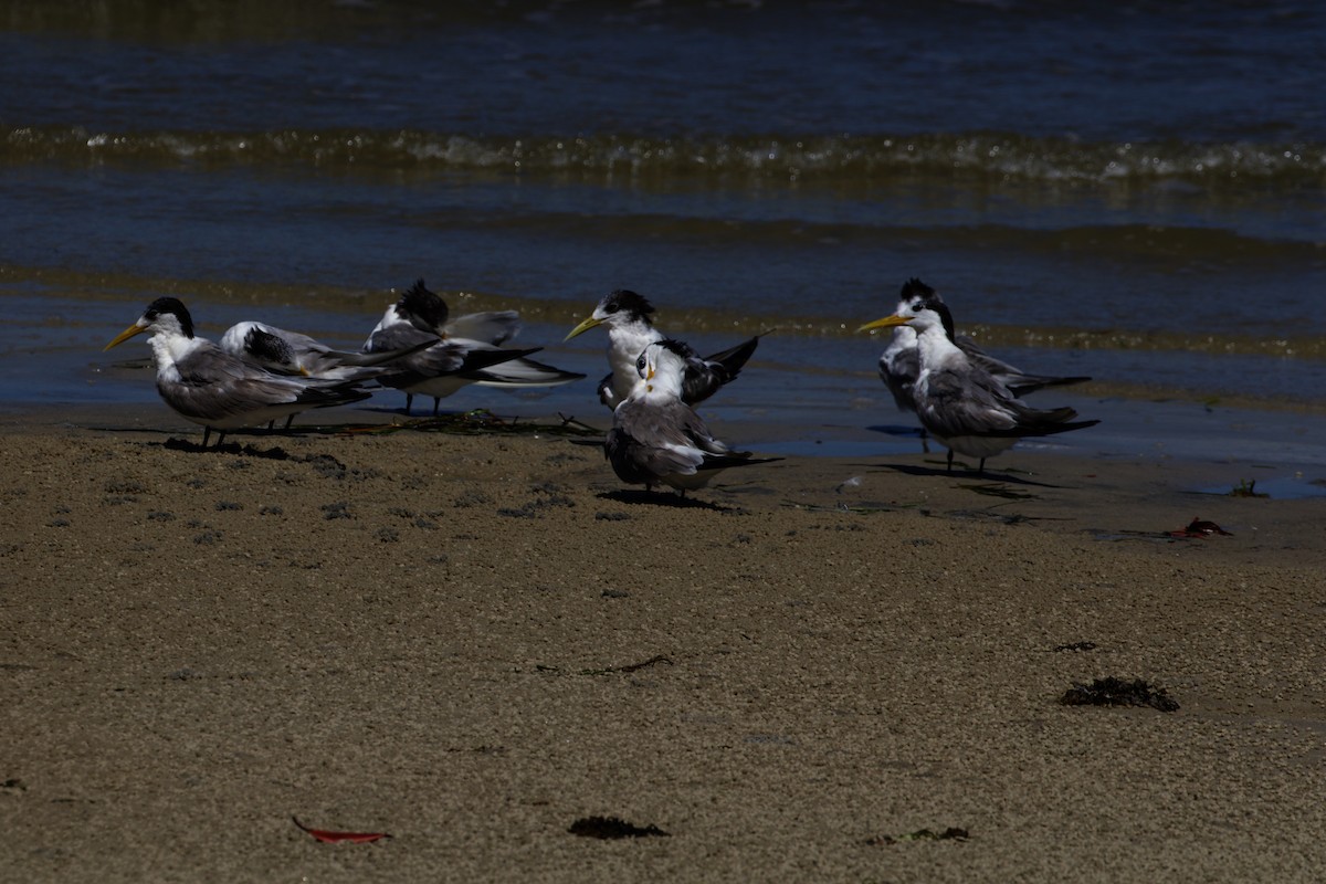 Great Crested Tern - ML616117883