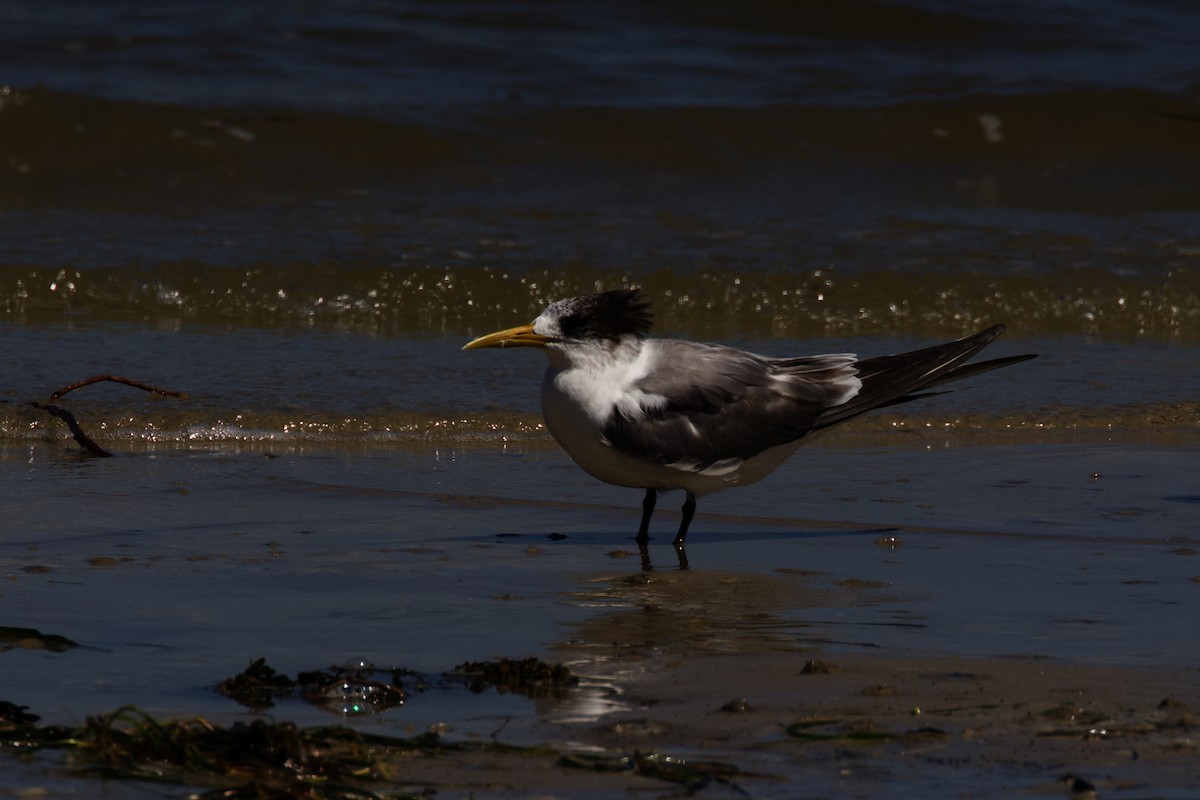 Great Crested Tern - ML616117925