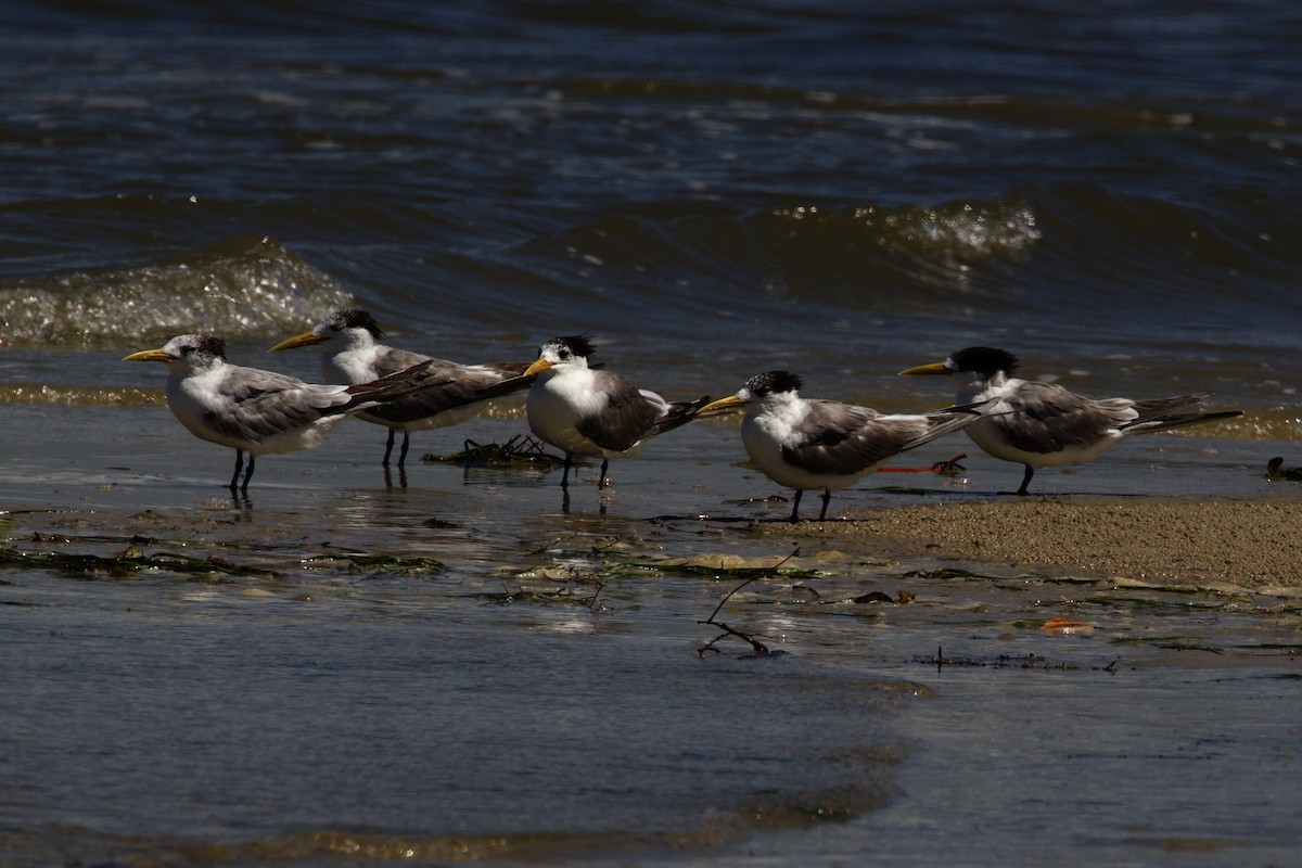 Great Crested Tern - ML616117926