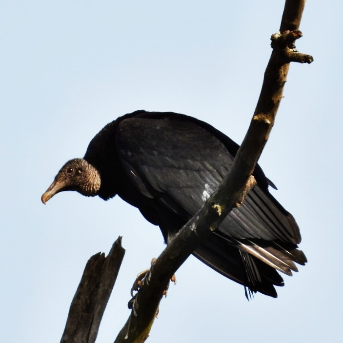 Black Vulture - ML616117947