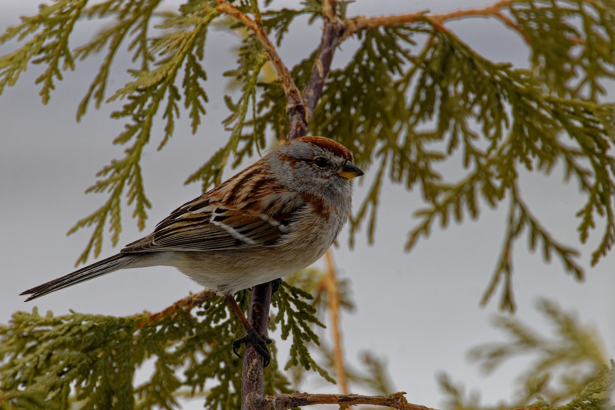 American Tree Sparrow - ML616118169