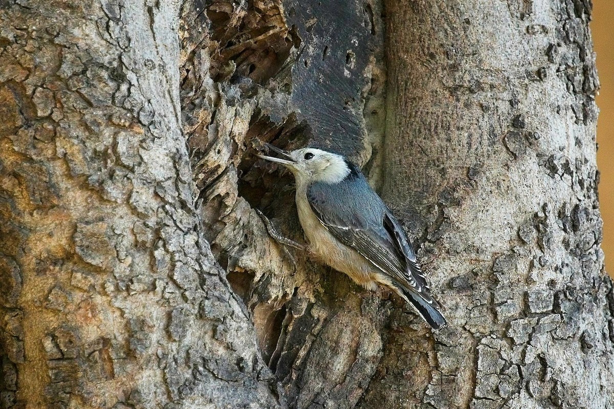 White-breasted Nuthatch - ML616118367