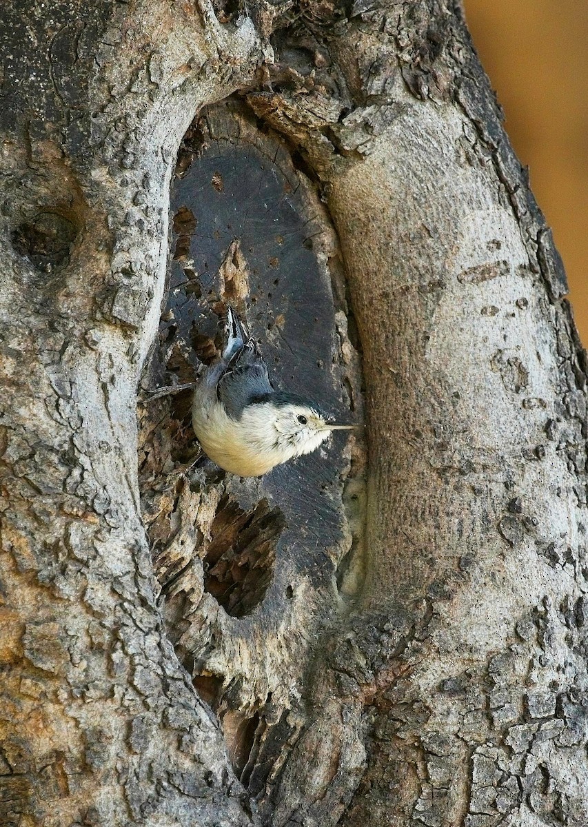 White-breasted Nuthatch - Christopher Adler