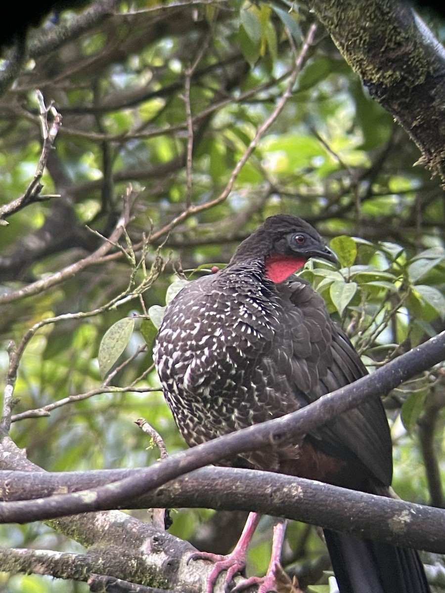 Crested Guan - ML616118488