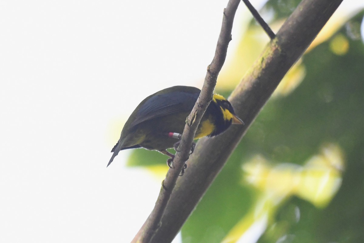 Gold-ringed Tanager - ML616118521