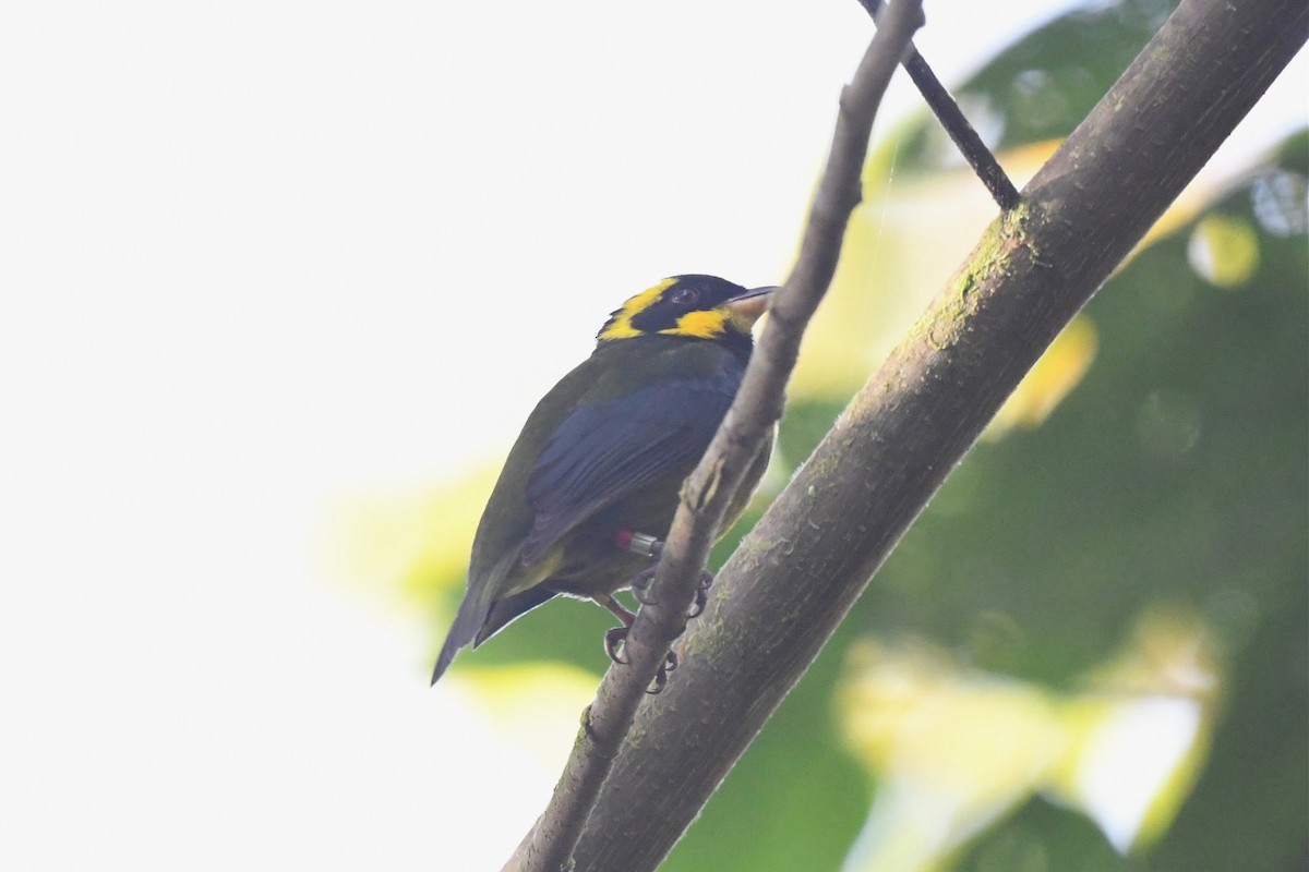 Gold-ringed Tanager - ML616118523