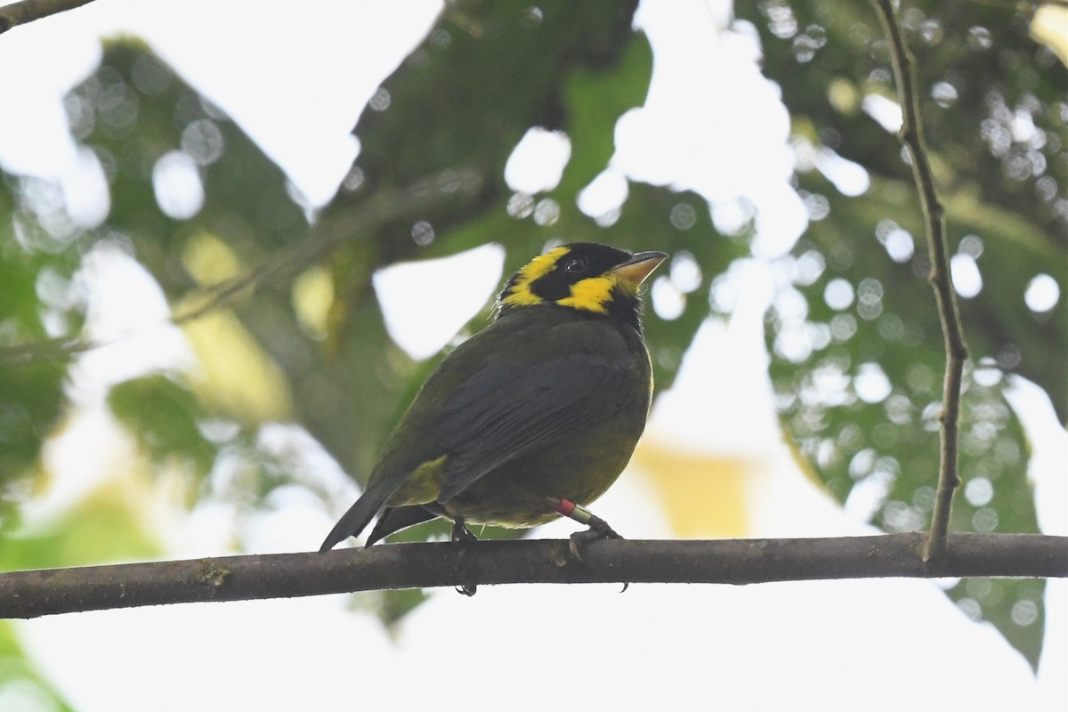Gold-ringed Tanager - ML616118524