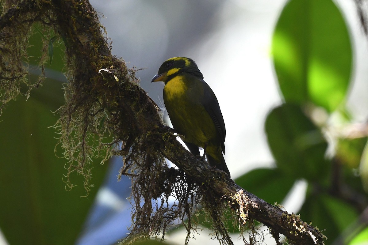 Gold-ringed Tanager - ML616118525