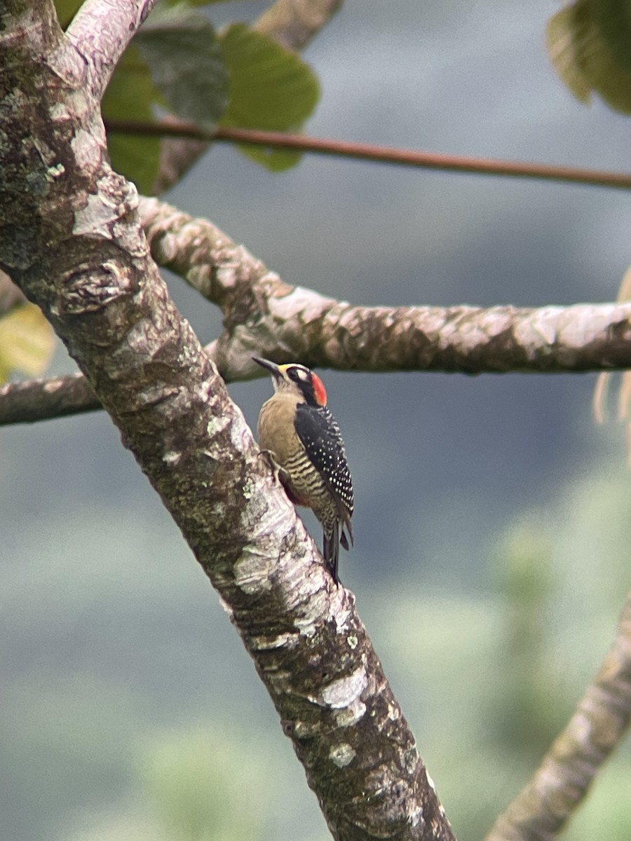 Black-cheeked Woodpecker - ML616118584