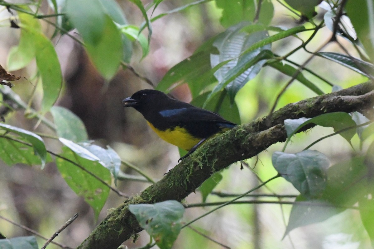 Black-and-gold Tanager - ML616118613