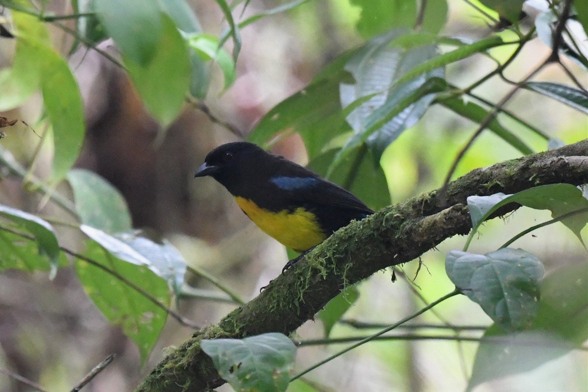 Black-and-gold Tanager - ML616118615