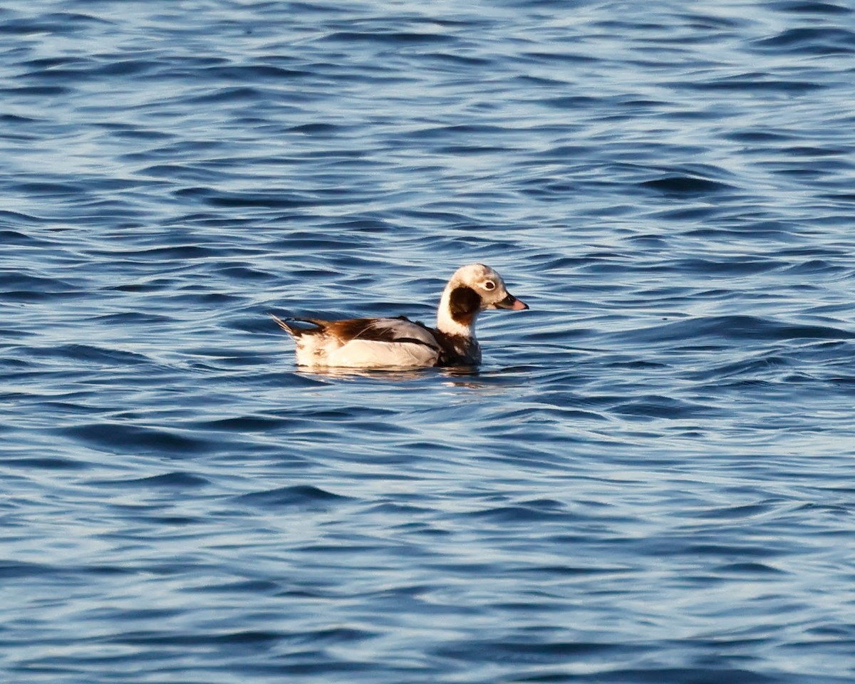 Long-tailed Duck - ML616118628