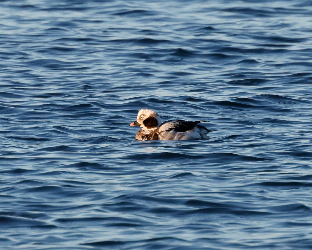 Long-tailed Duck - ML616118644