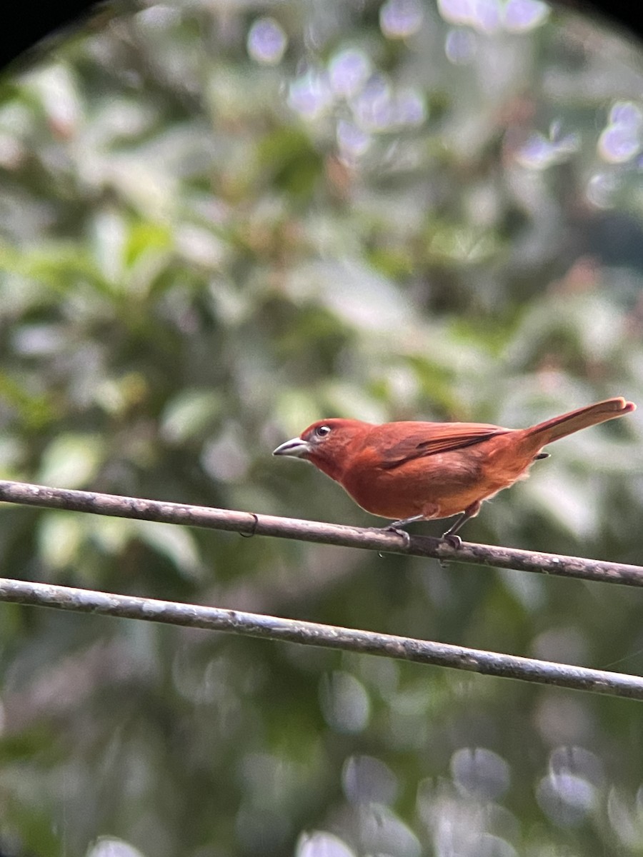 Hepatic Tanager - ML616118689